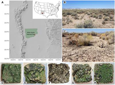 Biocrust carbon exchange varies with crust type and time on Chihuahuan Desert gypsum soils